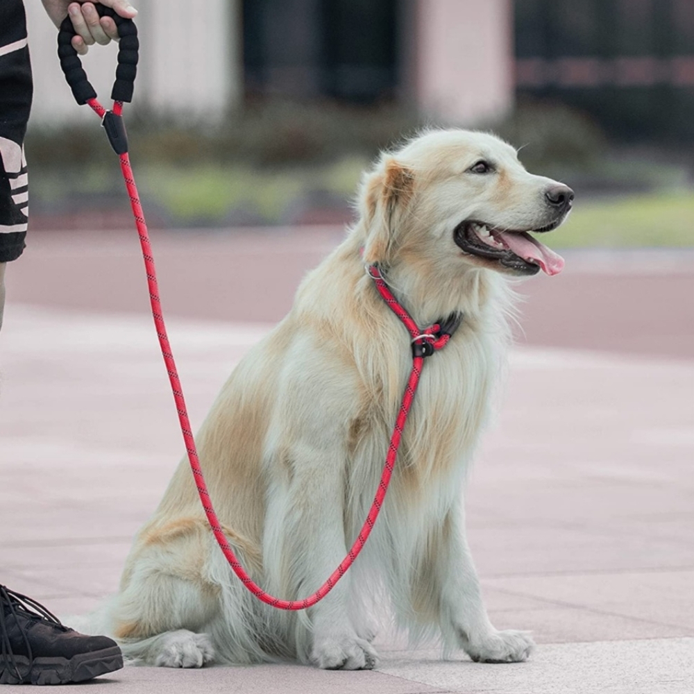 Slip Lead Dog Leash